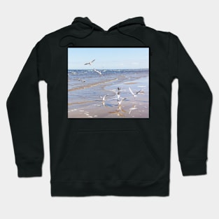 Flock of seagulls flying above the water Hoodie